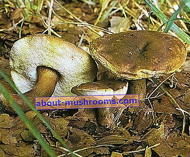 Hare mushroom (Gyroporus castaneus)