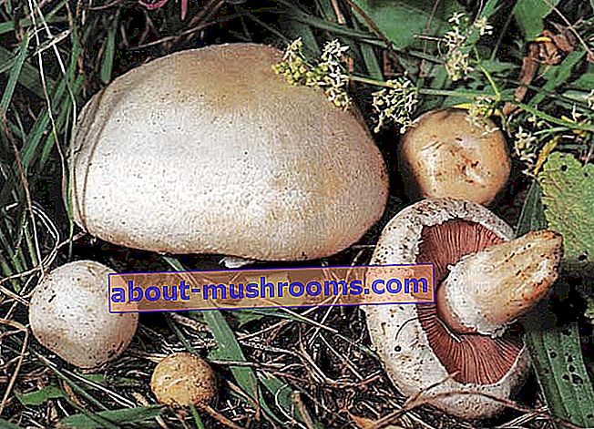 Common champignon Agaricus campestris