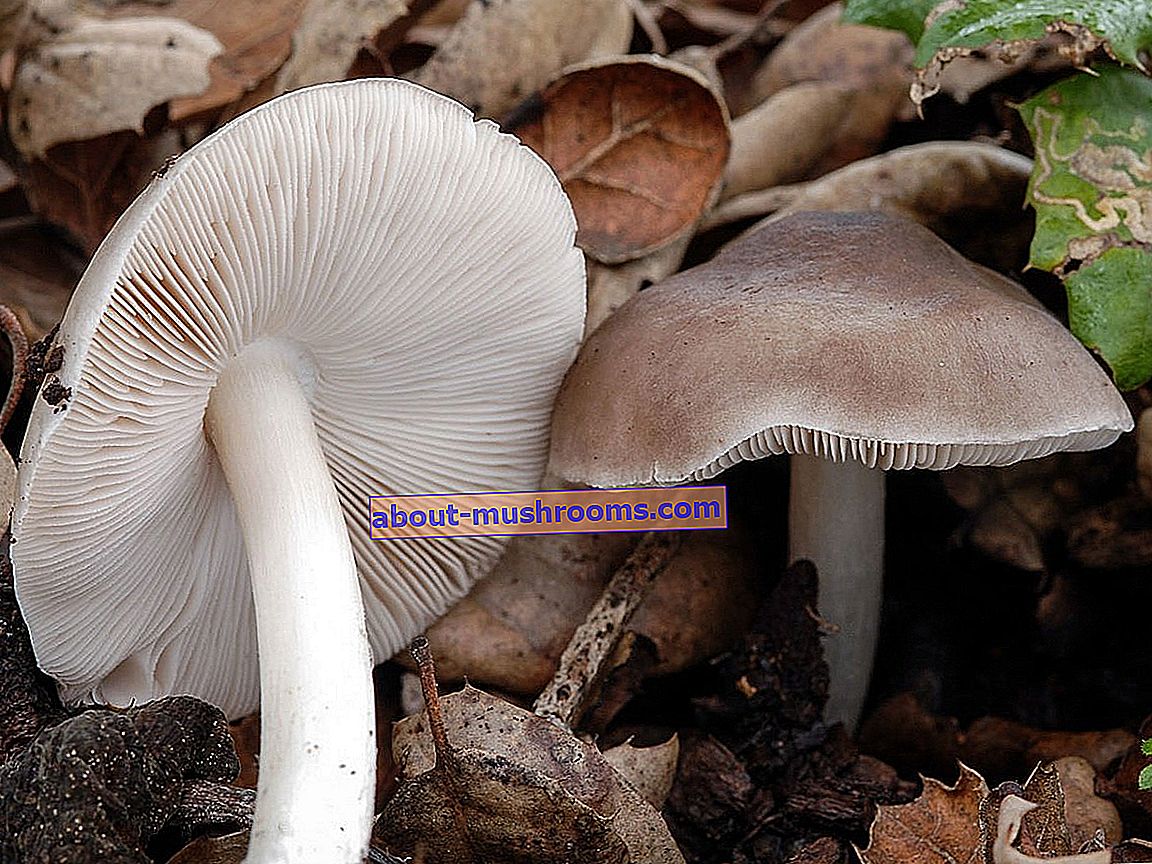 Оленячий гриб (Pluteus cervinus)