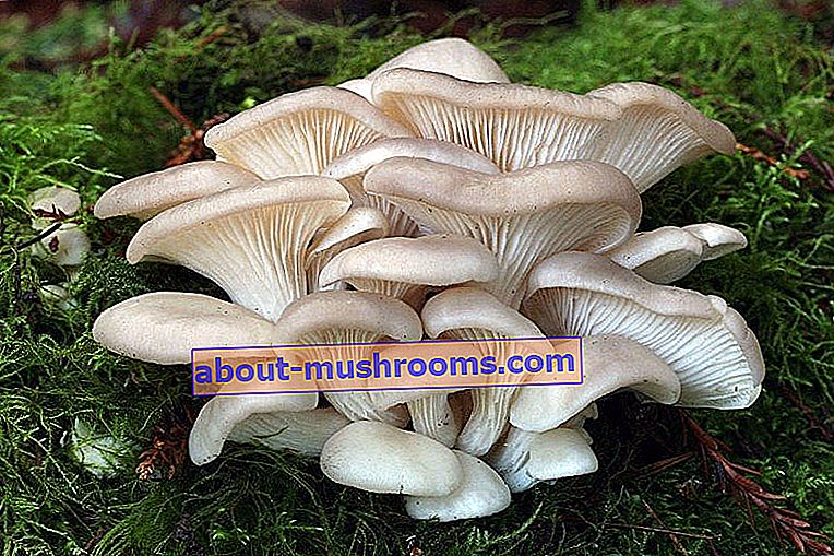 Oyster mushroom (Oyster mushroom)