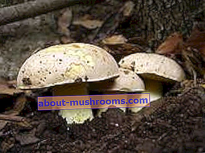 Boletus impolitus semi-white mushroom