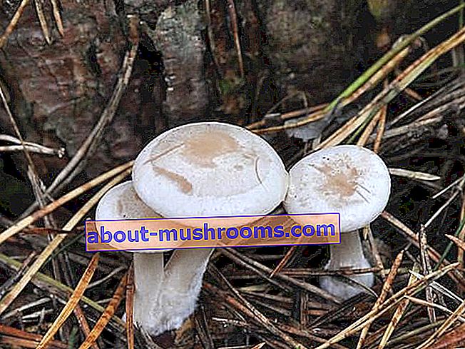 Waxy talker (Clitocybe phylophila)