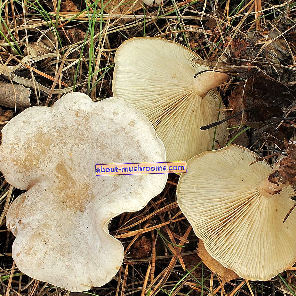 Waxy talker - Clitocybe phyllophila