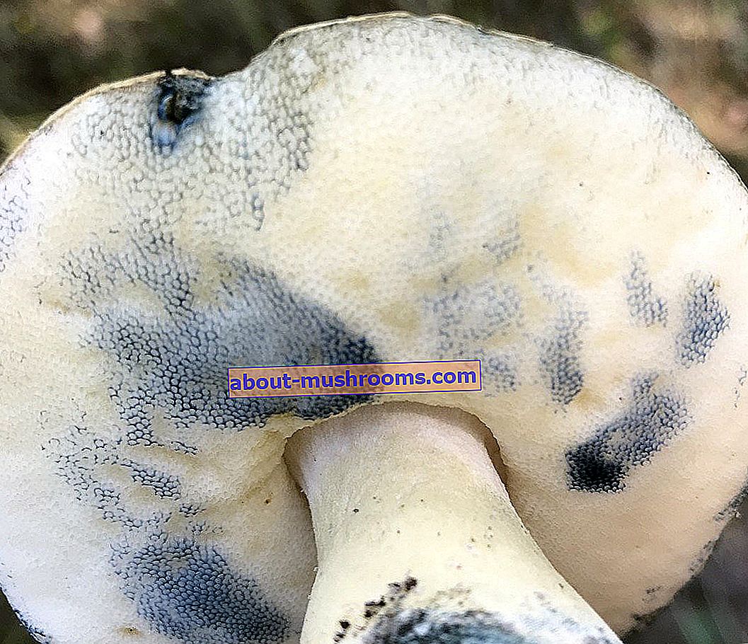 Гіропорус синіючий - Gyroporus cyanescens