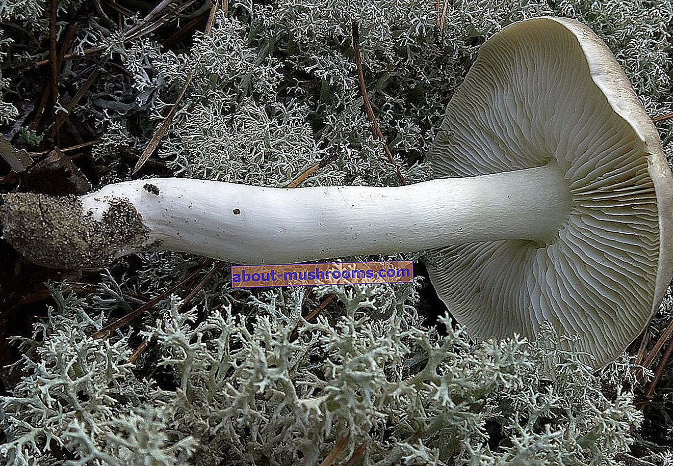 Vrstica siva - Tricholoma portentosum