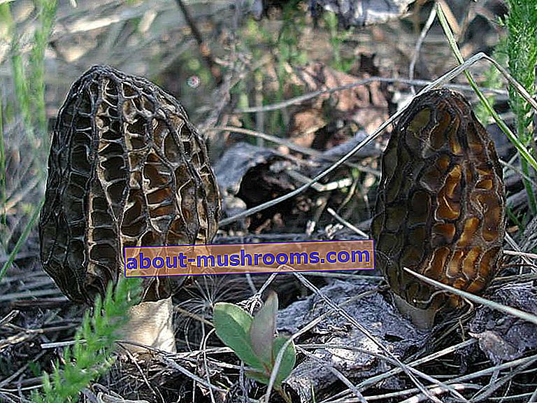 Morel conical