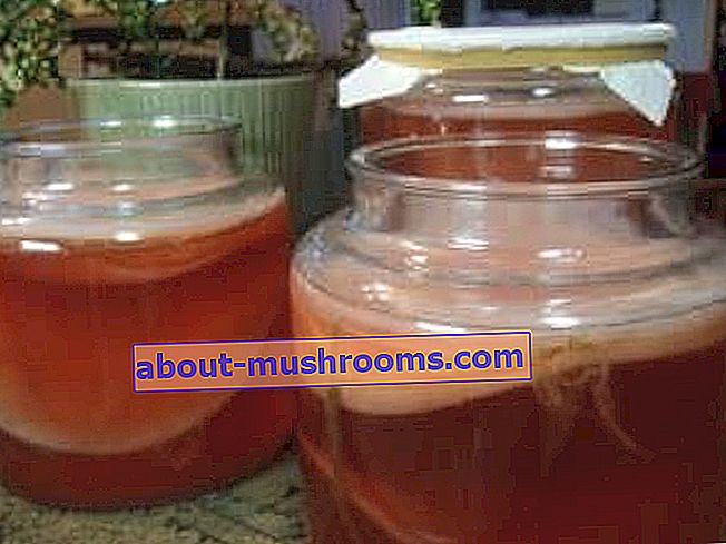 Tea mushroom.  Contraindications