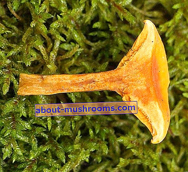 Клітоцибе помаранчева - Hygrophoropsis aurantiaca