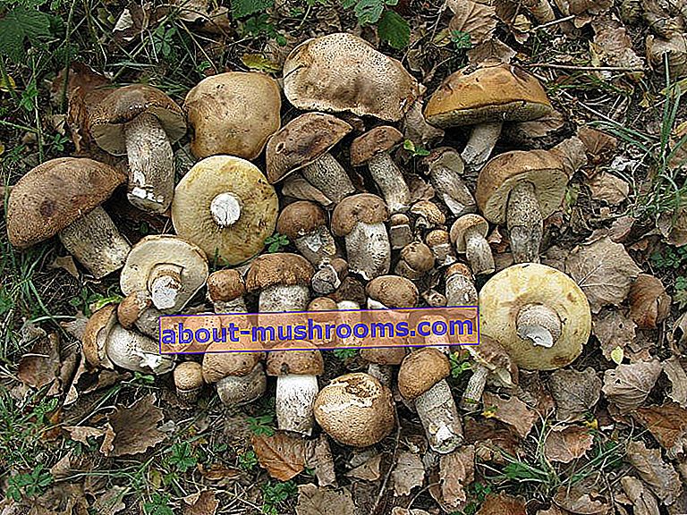tubular mushrooms of the southern urals