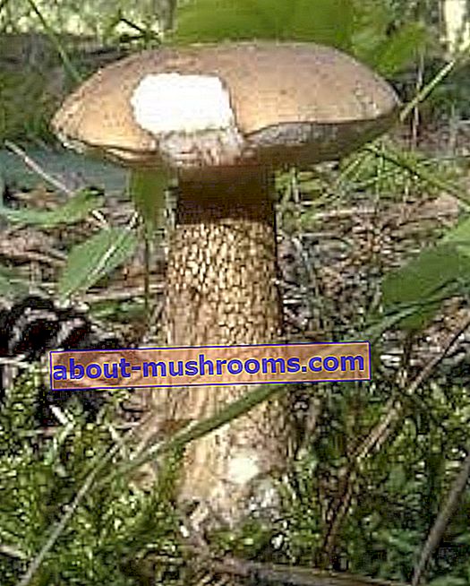 False white mushroom