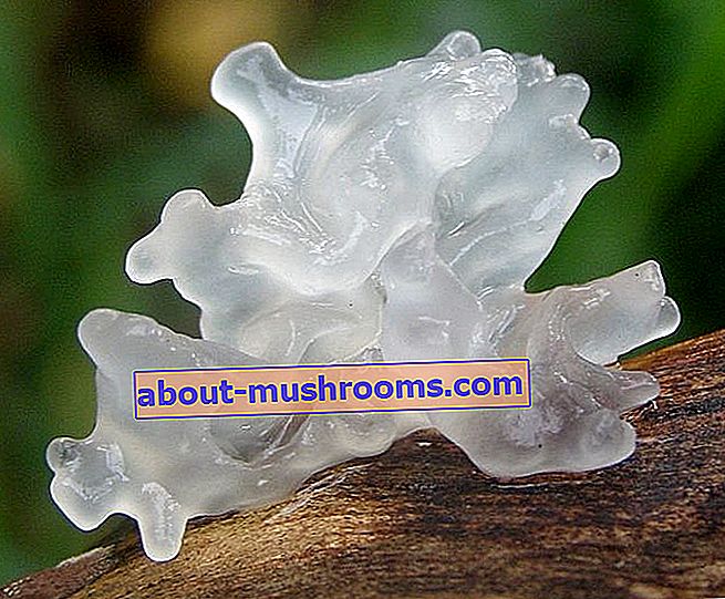 Snow mushroom (Tremella fuciformis)