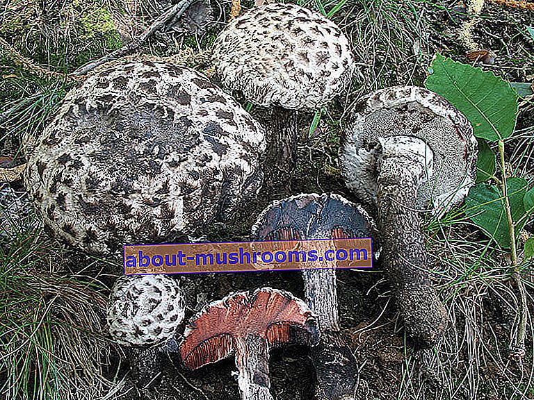 Pine-footed pine mushroom (Strobilomyces floccopus)