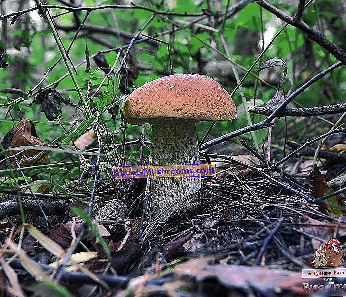 Boletus edulis - White mushroom