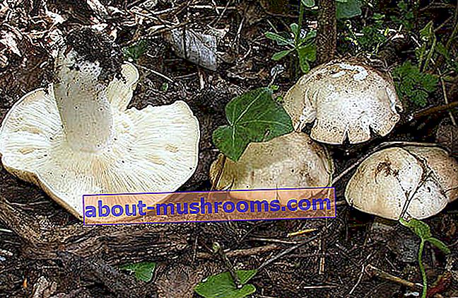 May mushroom,