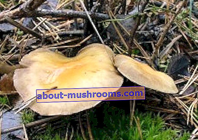 Szary grzyb miodu blaszkowatego (Hypholoma capnoides)
