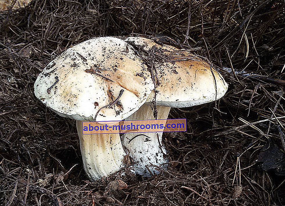 Білий гриб березовий (Boletus betulicola)