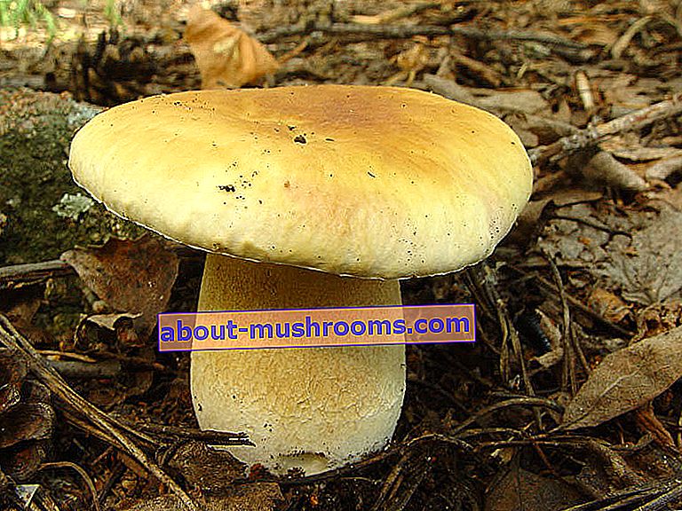 Білий гриб березовий (Boletus betulicola)