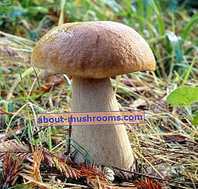 White mushroom (Boletus edulis)