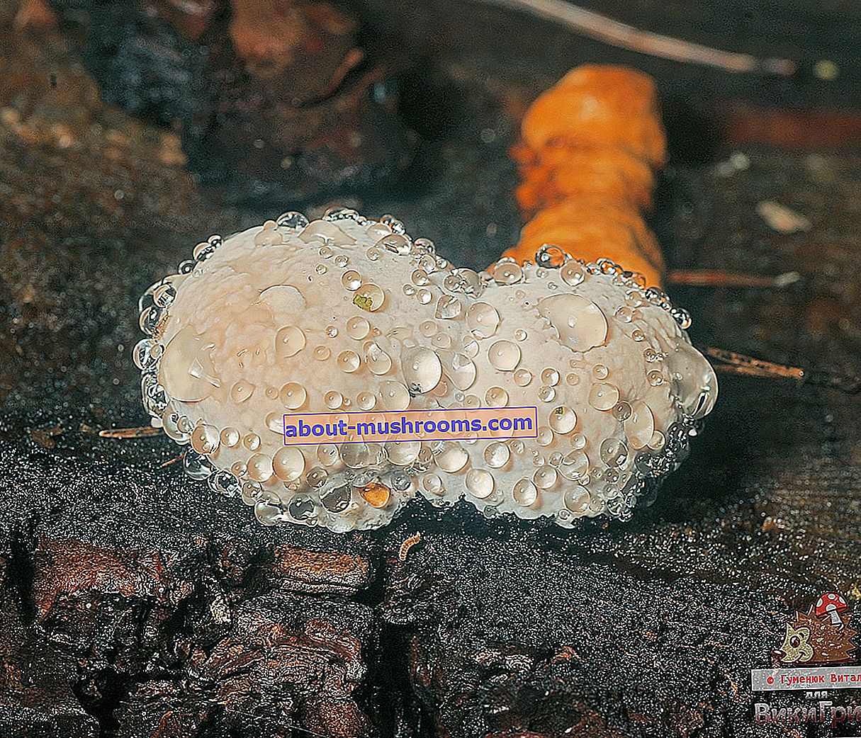 Fomitopsis pinicola - obrobljena polipora