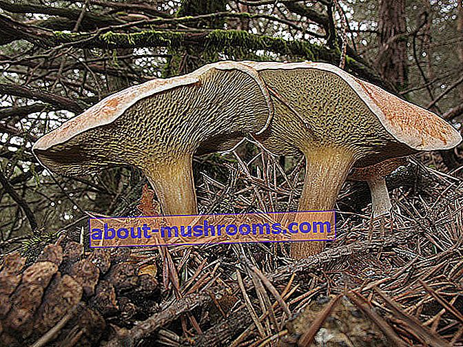 Goat mushroom (Suillus bovinus)