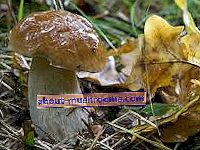 Boletus reticulatus oak mushroom
