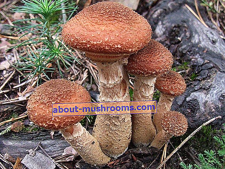 Dark mushroom
