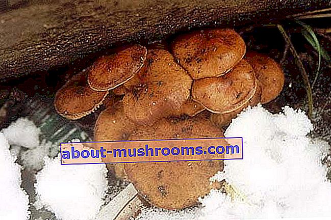 Winter mushroom