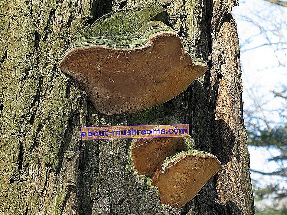 Tinder fungus false oak