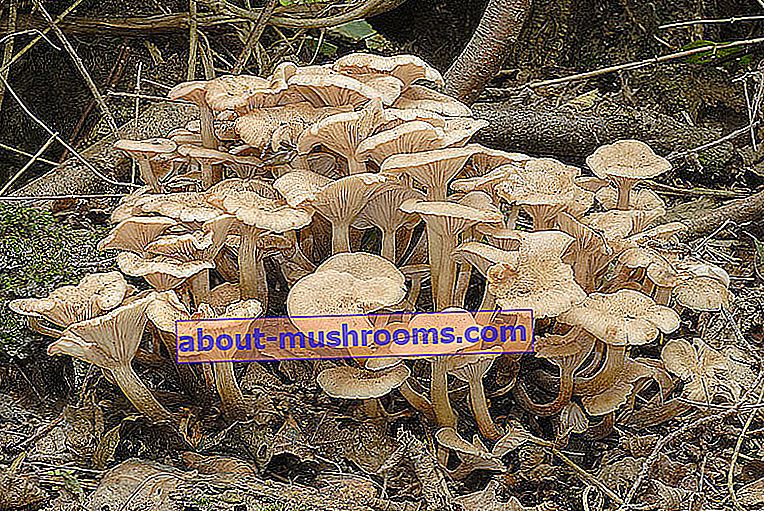 Drying mushroom (Armillaria tabescens)