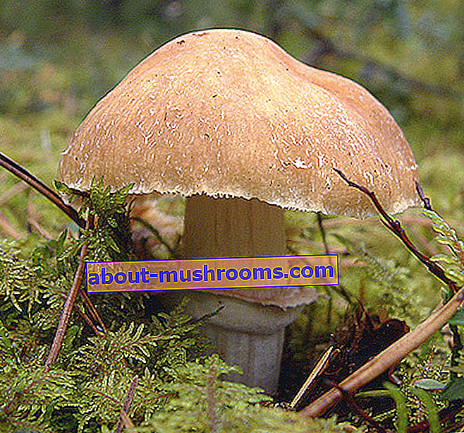Turkish mushroom (Rozites caperata)