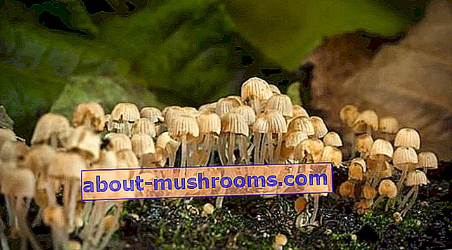 How mushrooms grow