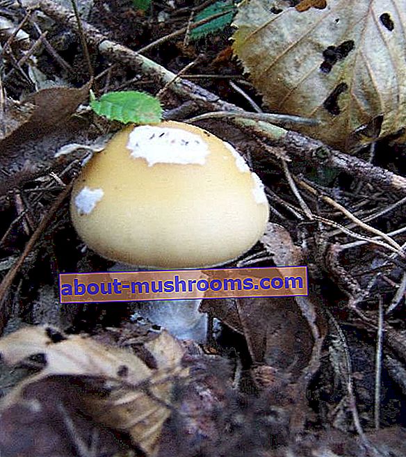 Fly agaric bright yellow