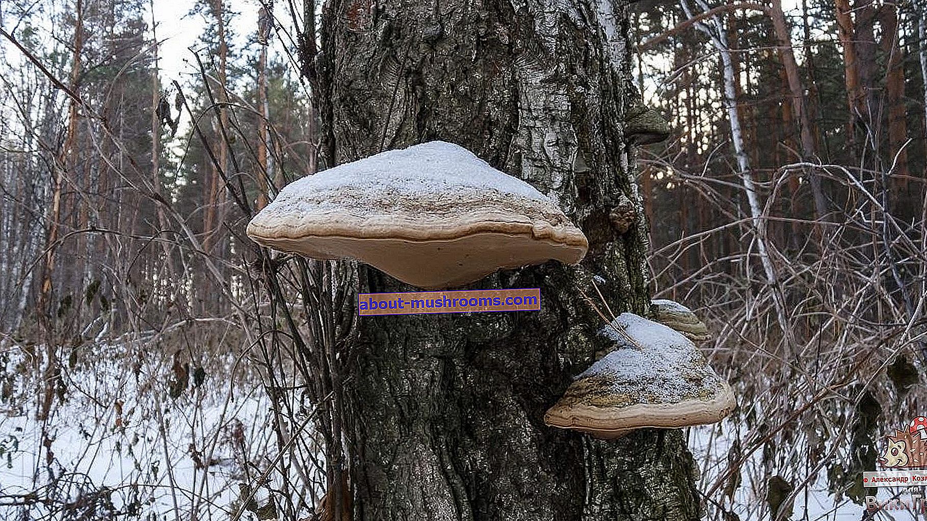 Fomes fomentarius - real tinder fungus