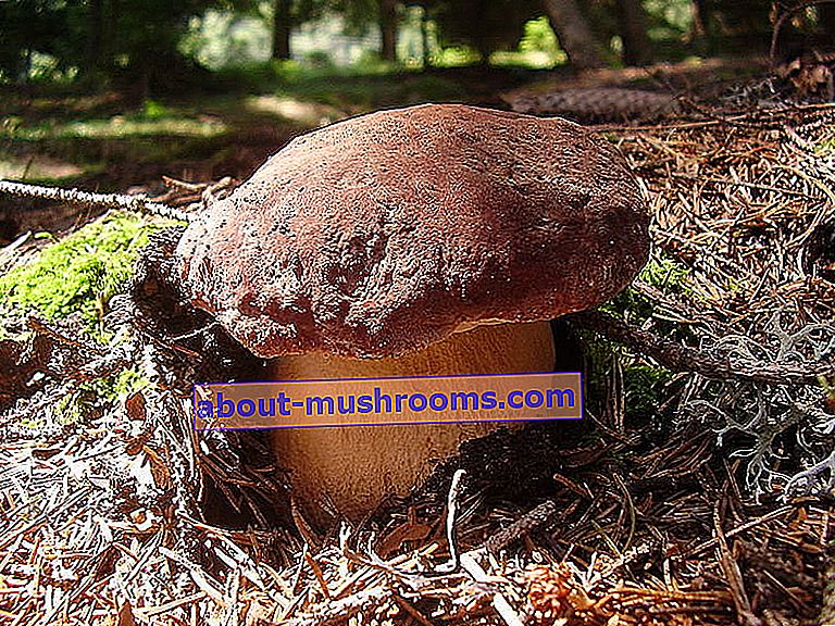Pine mushroom