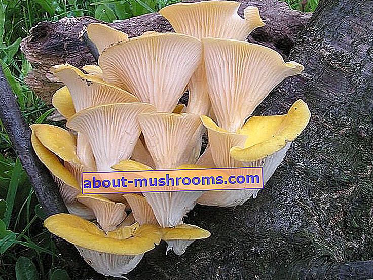 Lemon oyster mushroom (Pleurotus citrinopileatus)
