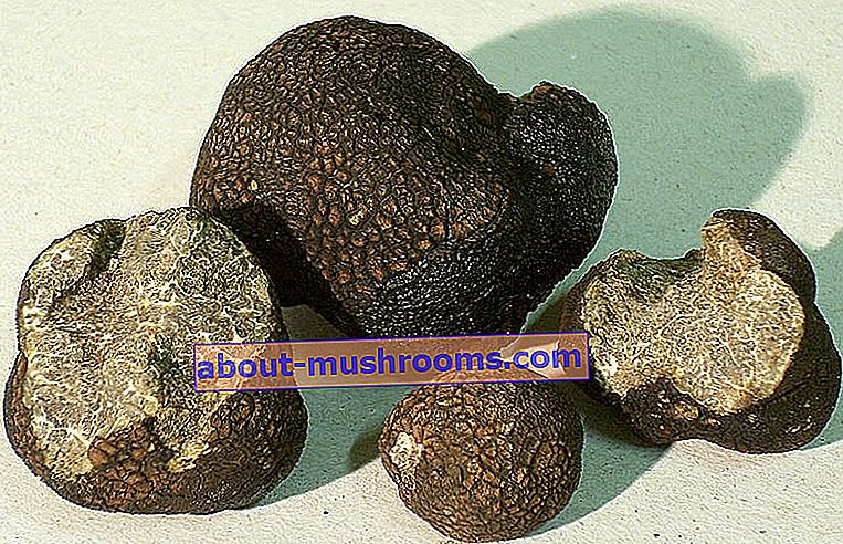 Smooth black truffle (Tuber macrosporum)