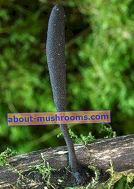 Xylaria cu picioare lungi (Xylaria longipes)