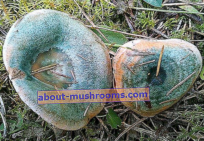 Semi-red mushroom (Lactarius semisanguifluus)
