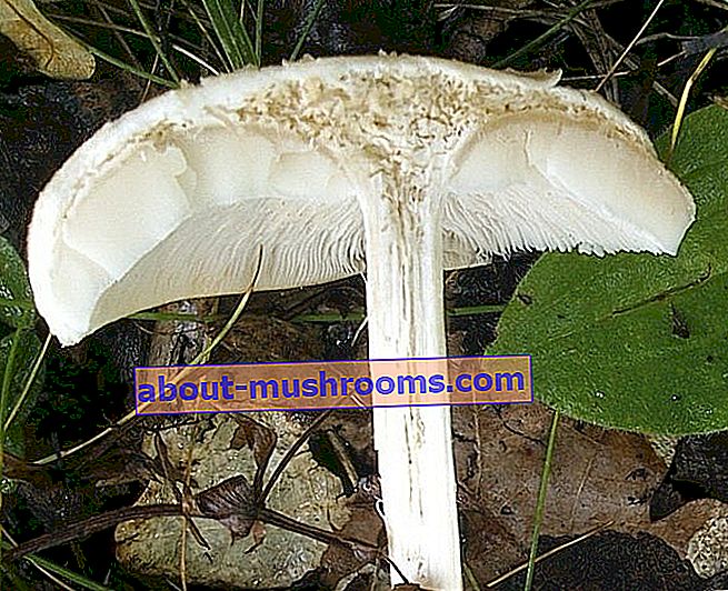 wormy mushroom
