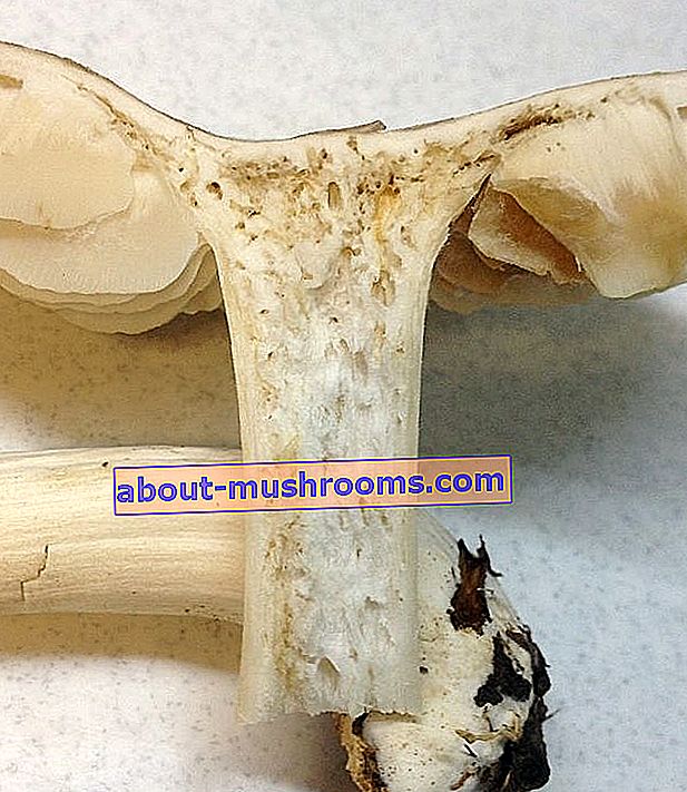 wormy mushroom