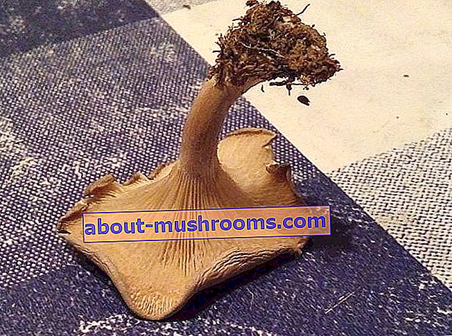 old mushroom