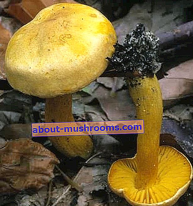 Sulfur-yellow row (Tricholoma sulphureum)