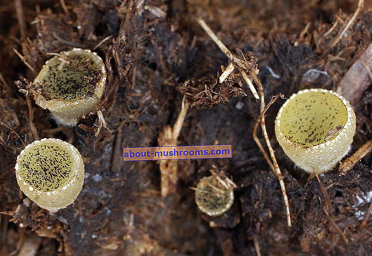 Ascobolus dung (Ascobolus stercorarius)