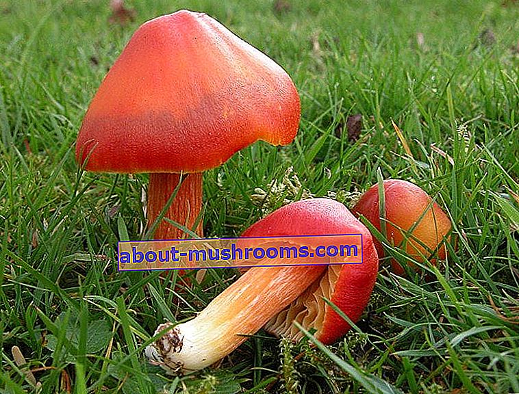 Hygrocybe punicea (Hygrocybe punicea)