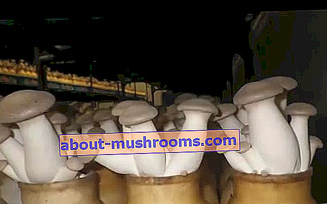 Growing mushrooms at home