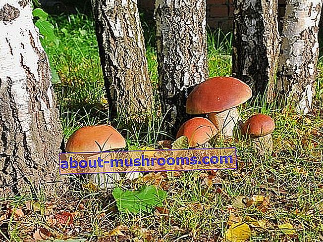 Cultivation of porcini mushrooms