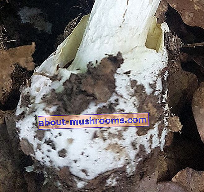 Бліда поганка - Amanita phalloides