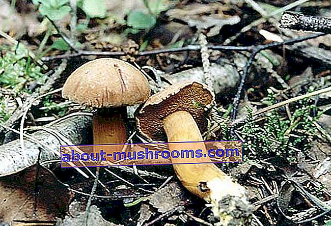Pepper mushroom