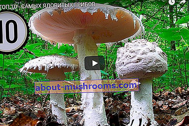 The most poisonous mushrooms