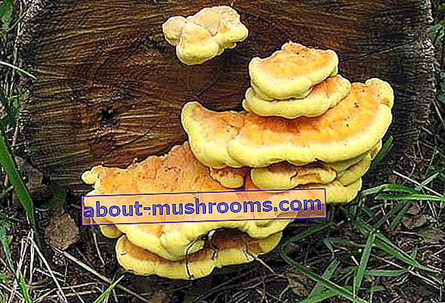 Tinder fungus sulfur-yellow